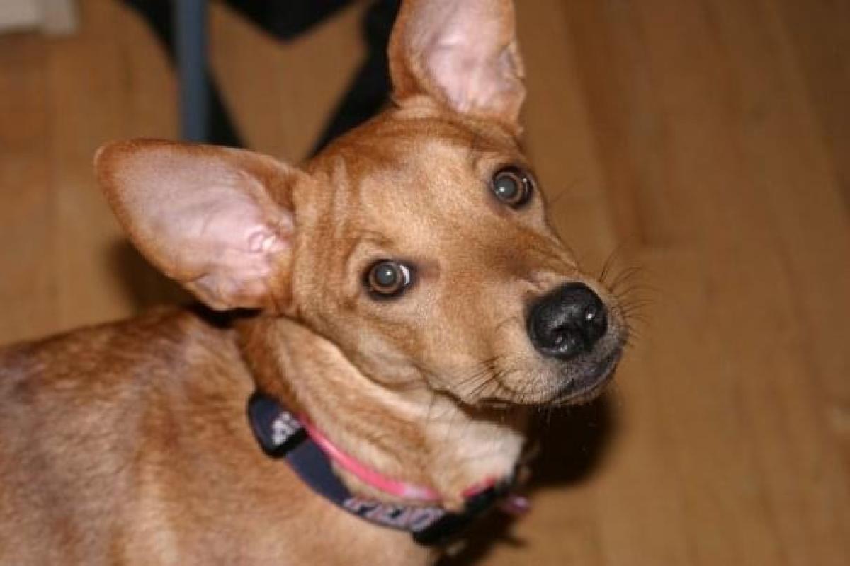 Brown dog with big ears