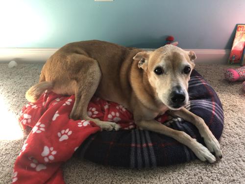 Brown Carolina Dog with black nose, sitting in his blue dog bed with a red blanket
